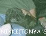 nikki.jpg